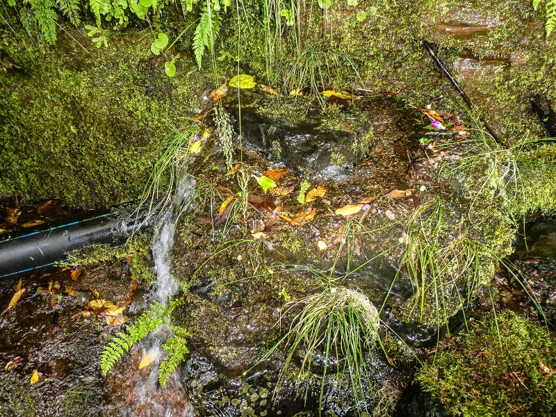 4 August 2021 Exploring a levada in Ribeiro Frio — Through the stream bed as far as the levada bridge — photo 6