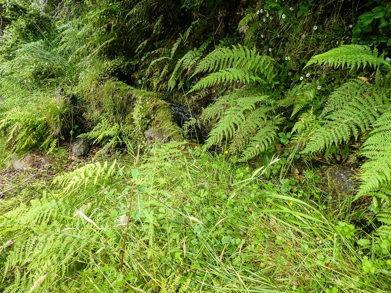 4 August 2021 Exploring a levada in Ribeiro Frio — Through the stream bed as far as the levada bridge — photo 9