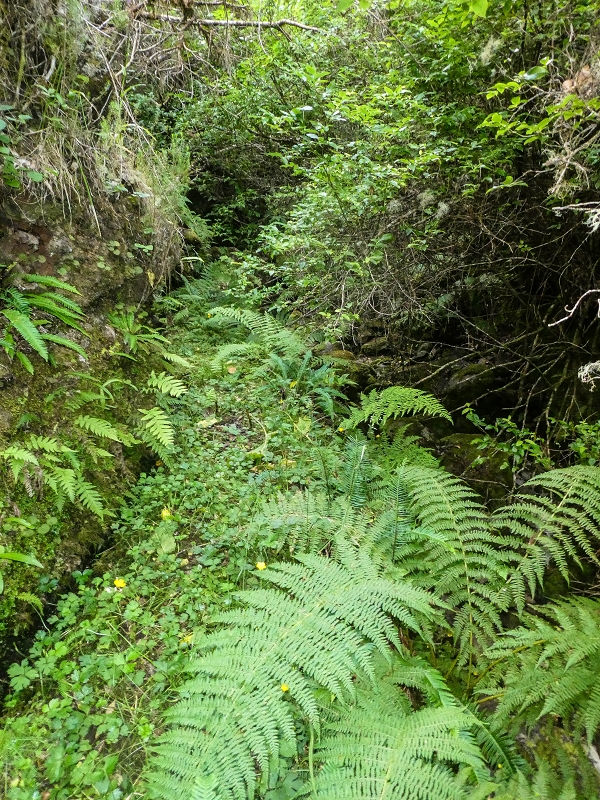 4 August 2021 Exploring a levada in Ribeiro Frio — Through the stream bed as far as the levada bridge — photo 11