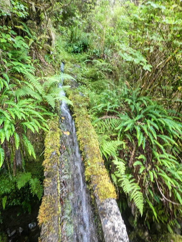 4 August 2021 Exploring a levada in Ribeiro Frio — Through the stream bed as far as the levada bridge — photo 12