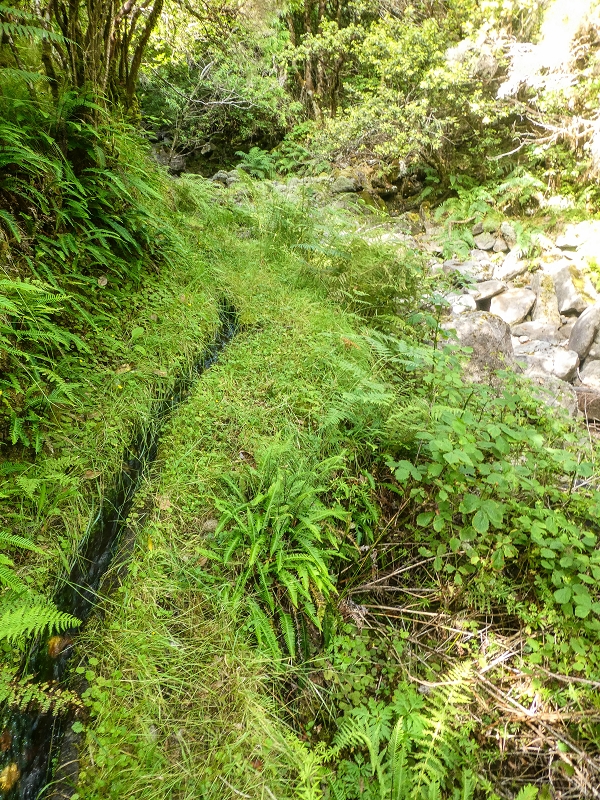 4 August 2021 Exploring a levada in Ribeiro Frio — Along the Ribeiro Frio as far as the bifurcation — photo 4