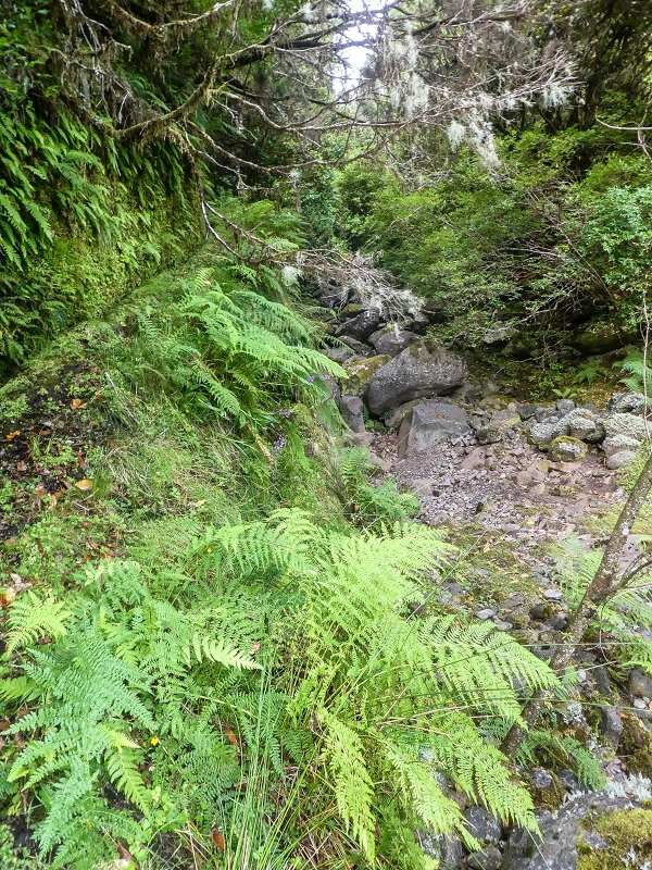 4 August 2021 Exploring a levada in Ribeiro Frio — Along the Ribeiro Frio as far as the bifurcation — photo 5