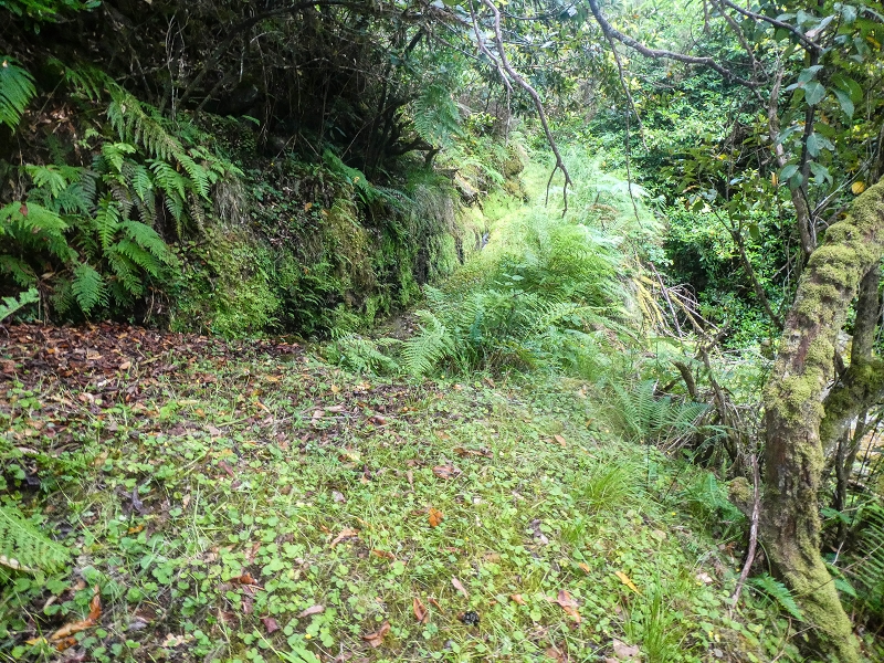 4 August 2021 Exploring a levada in Ribeiro Frio — Along the Ribeiro Frio as far as the bifurcation — photo 6