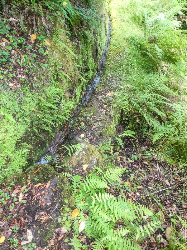 4 August 2021 Exploring a levada in Ribeiro Frio — Along the Ribeiro Frio as far as the bifurcation — photo 7