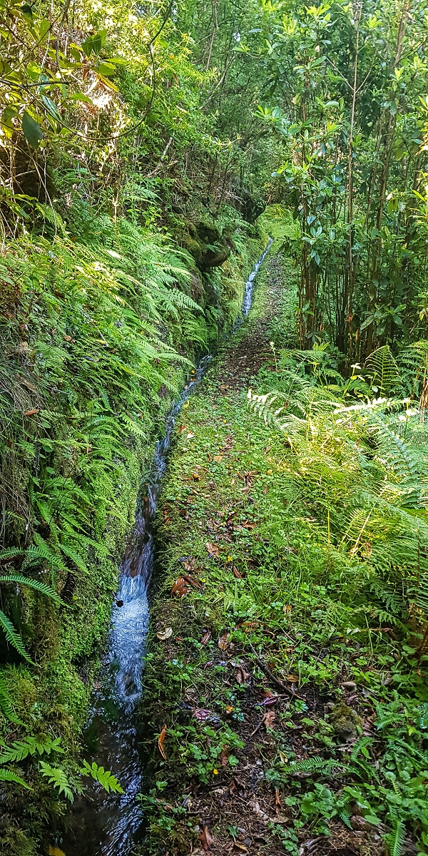4 August 2021 Exploring a levada in Ribeiro Frio — Along the Ribeiro Frio as far as the bifurcation — photo 9