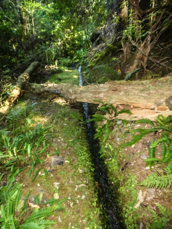 4 August 2021 Exploring a levada in Ribeiro Frio — Along the Ribeiro Frio as far as the bifurcation — photo 10