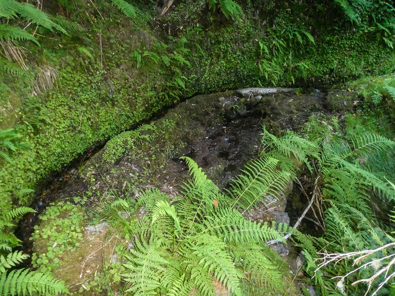 4 August 2021 Exploring a levada in Ribeiro Frio — Along the Ribeiro Frio as far as the bifurcation — photo 11