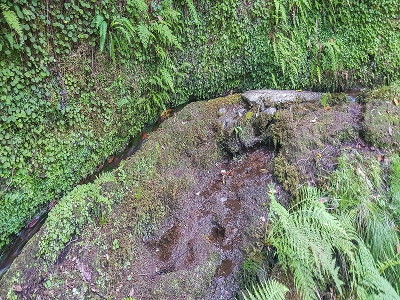 4 August 2021 Exploring a levada in Ribeiro Frio — Along the Ribeiro Frio as far as the bifurcation — photo 12