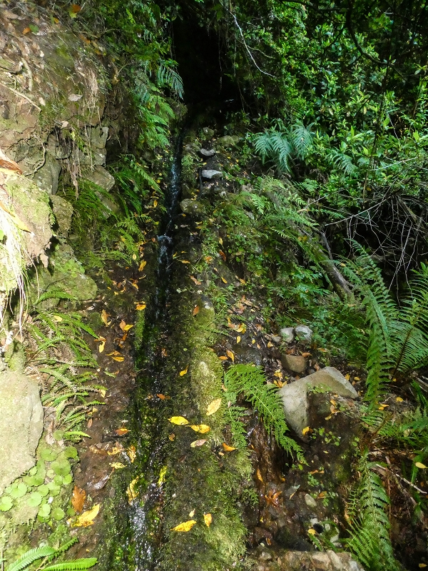 4 August 2021 Exploring a levada in Ribeiro Frio — Along the Ribeiro Frio as far as the bifurcation — photo 13