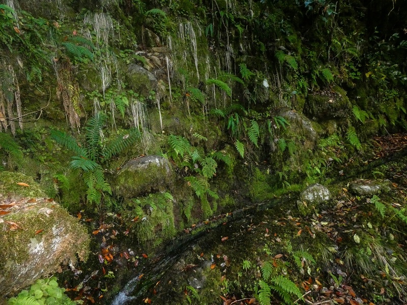 4 August 2021 Exploring a levada in Ribeiro Frio — Along the Ribeiro Frio as far as the bifurcation — photo 14
