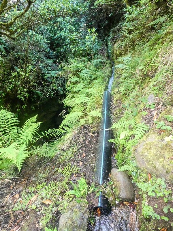4 August 2021 Exploring a levada in Ribeiro Frio — Along the Ribeiro Frio as far as the bifurcation — photo 15