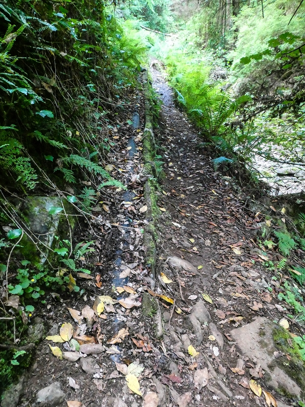 4 August 2021 Exploring a levada in Ribeiro Frio — On the Levada do Posto Aquicola do Ribeiro Frio to the levada junction — photo 4