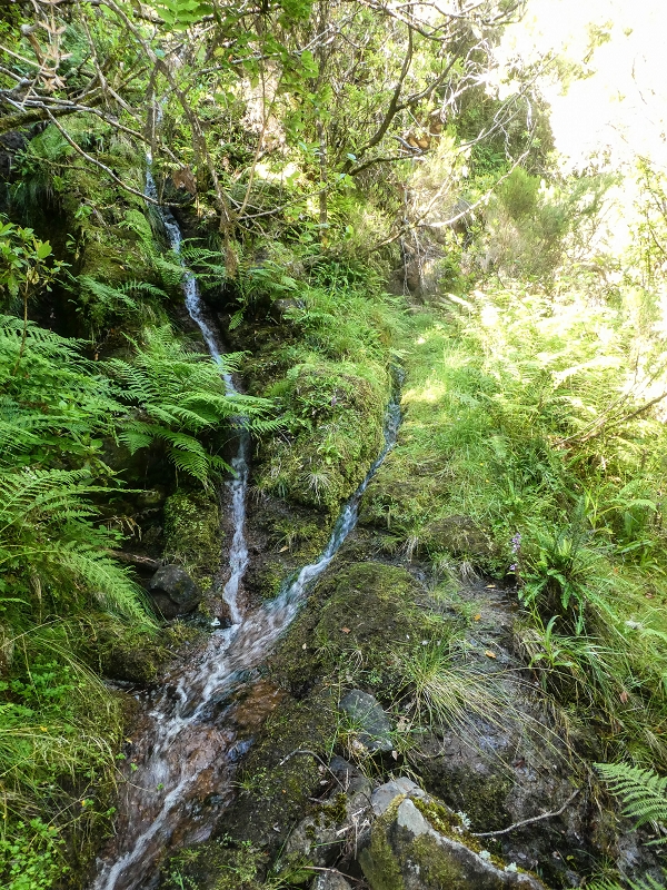 4 August 2021 Exploring a levada in Ribeiro Frio — Along the Ribeiro Frio as far as the bifurcation — photo 16