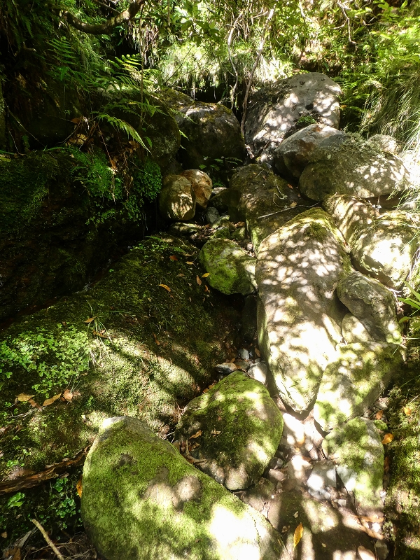 4 August 2021 Exploring a levada in Ribeiro Frio — Along the Ribeiro Frio as far as the bifurcation — photo 18