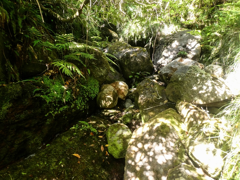 4 August 2021 Exploring a levada in Ribeiro Frio — Along the Ribeiro Frio as far as the bifurcation — photo 20