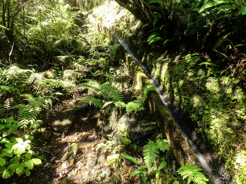 4 August 2021 Exploring a levada in Ribeiro Frio — Over the steep levada section to the tree-heath tunnel — photo 2
