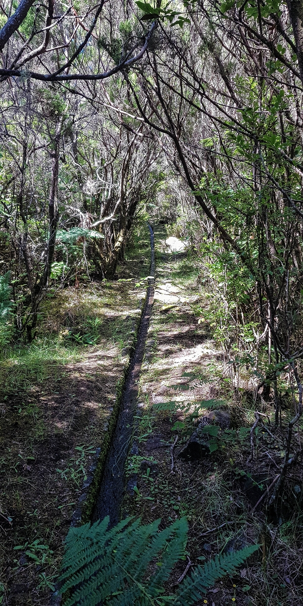 4 August 2021 Exploring a levada in Ribeiro Frio — Over the steep levada section to the tree-heath tunnel — photo 7