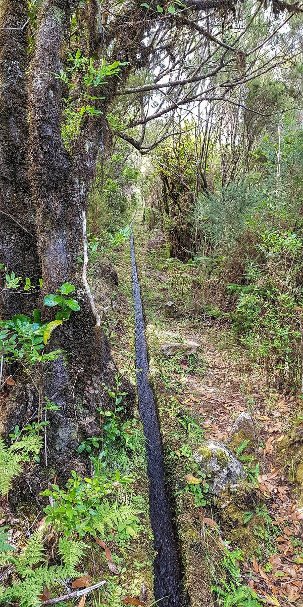 4 August 2021 Exploring a levada in Ribeiro Frio — Various inflows that have to be explored — photo 2