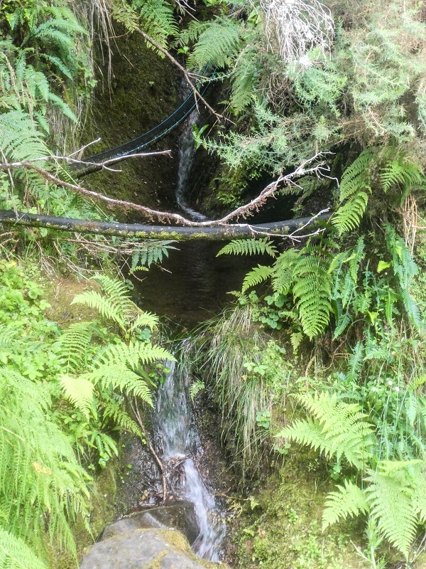 4 August 2021 Exploring a levada in Ribeiro Frio — Various inflows that have to be explored — photo 7