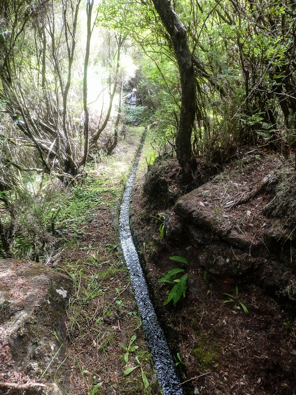 4 August 2021 Exploring a levada in Ribeiro Frio — Various inflows that have to be explored — photo 10