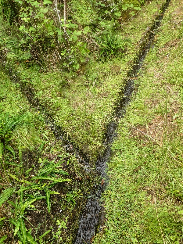 4 August 2021 Exploring a levada in Ribeiro Frio — Various inflows that have to be explored — photo 14