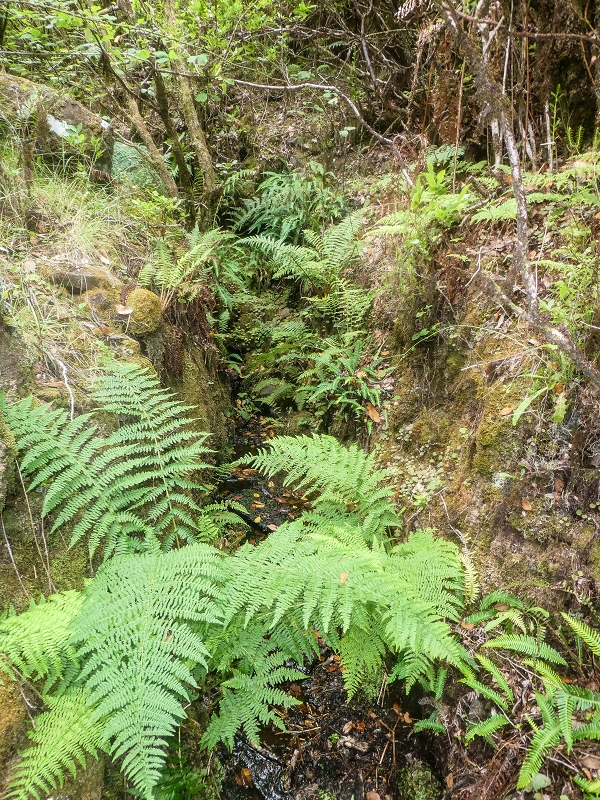 4 August 2021 Exploring a levada in Ribeiro Frio — Various inflows that have to be explored — photo 25