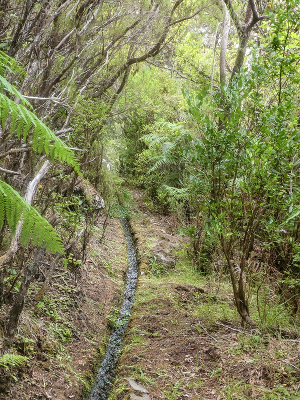 4 August 2021 Exploring a levada in Ribeiro Frio — Various inflows that have to be explored — photo 27