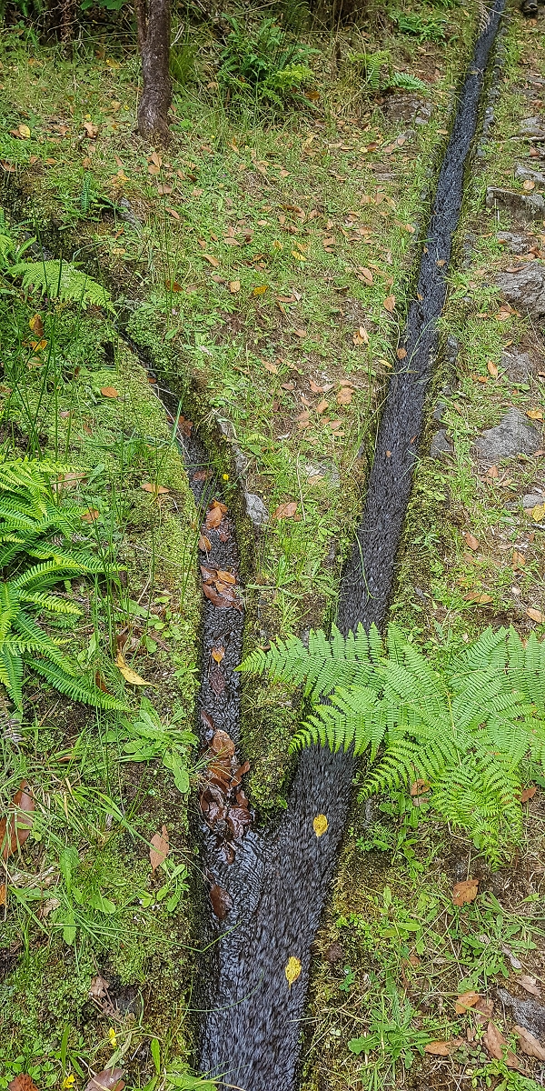 4 August 2021 Exploring a levada in Ribeiro Frio — Various inflows that have to be explored — photo 29