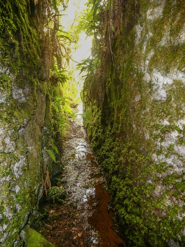 4 August 2021 Exploring a levada in Ribeiro Frio — Various inflows that have to be explored — photo 37