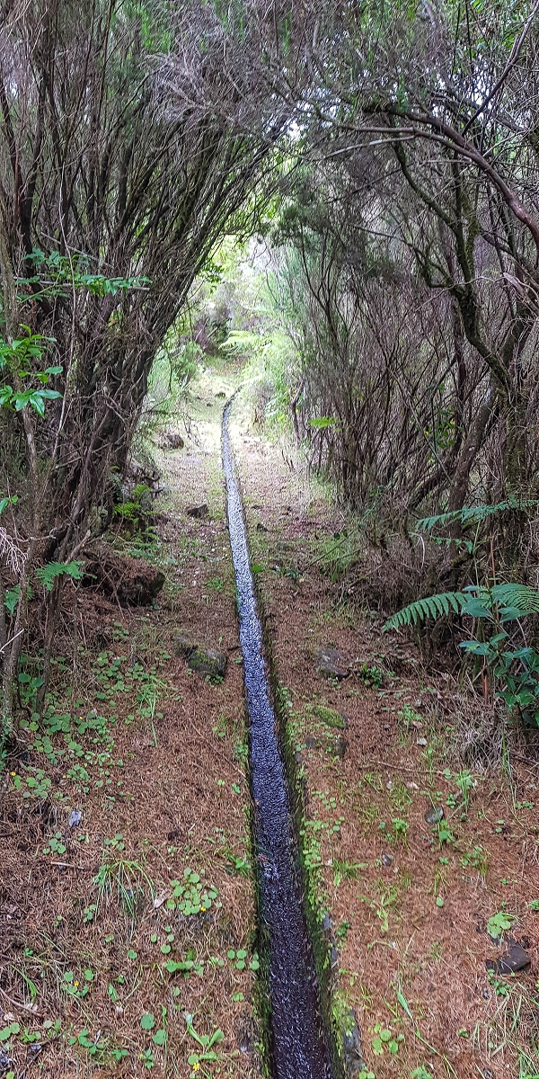 4 August 2021 Exploring a levada in Ribeiro Frio — Various inflows that have to be explored — photo 39