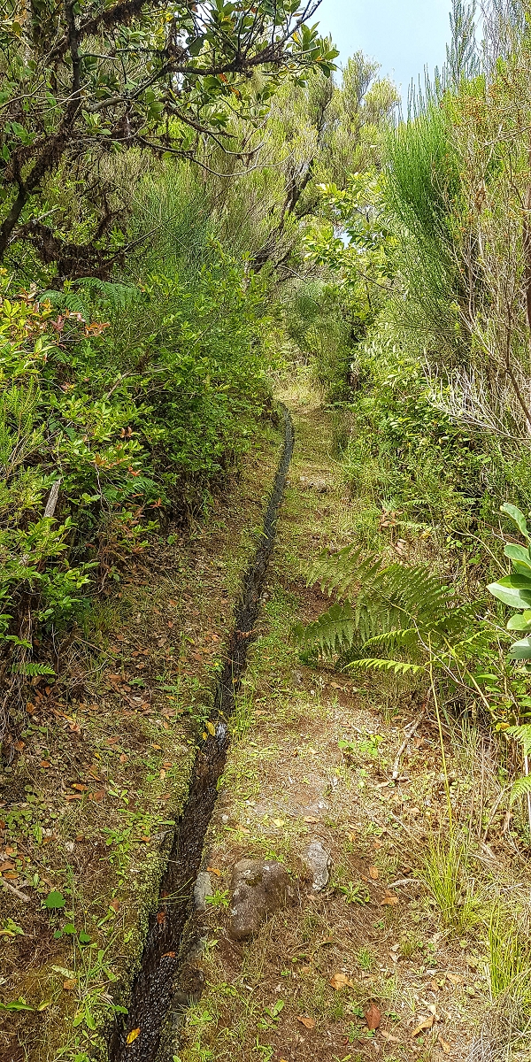 4 August 2021 Exploring a levada in Ribeiro Frio — Various inflows that have to be explored — photo 42