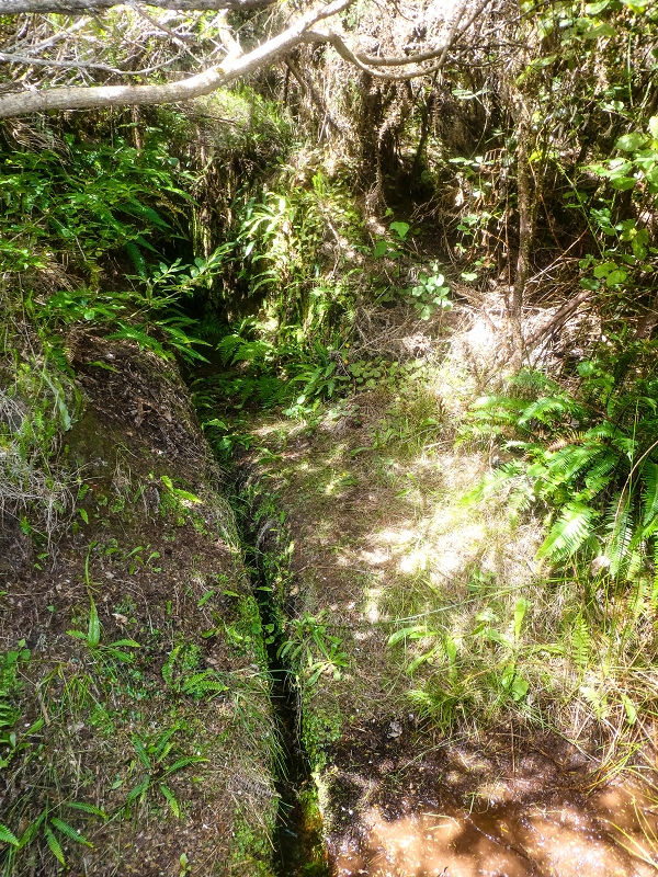 4 August 2021 Exploring a levada in Ribeiro Frio — The Madre — photo 1