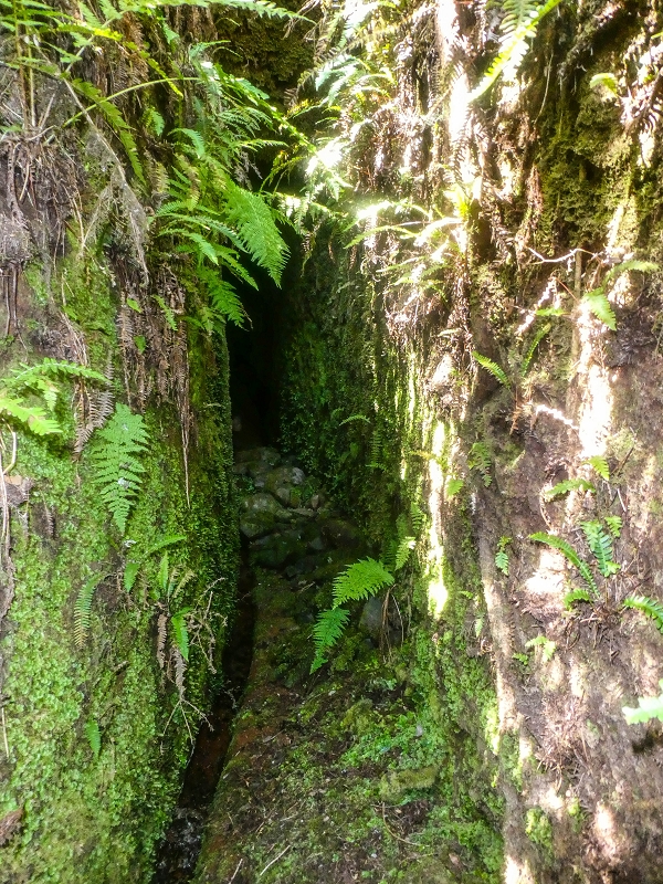 4 August 2021 Exploring a levada in Ribeiro Frio — The Madre — photo 2
