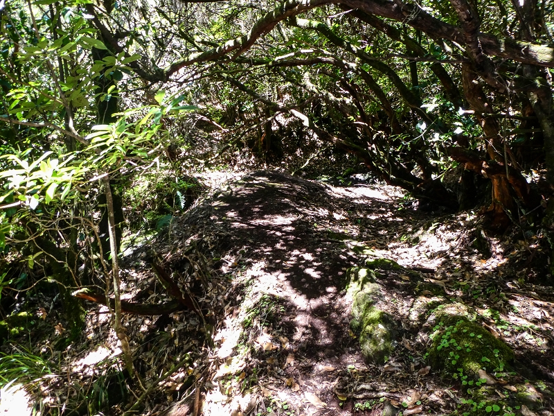 05.05.2019 Ribeira Funda - Vereda dos Castanheiros - Fanal - Levada dos Cedros - Tranquada - Ribeira Funda — A Levada Velha dos Cedros — foto 2