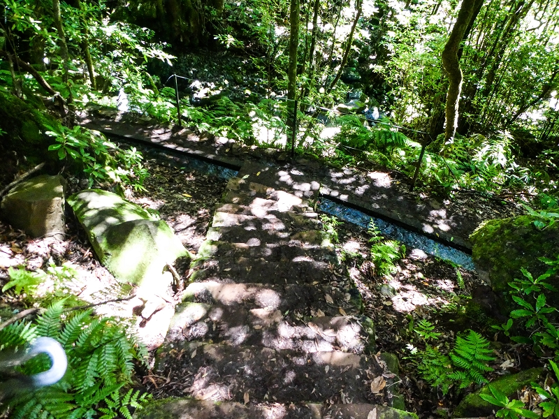 05.05.2019 Ribeira Funda - Vereda dos Castanheiros - Fanal - Levada dos Cedros - Tranquada - Ribeira Funda — Na Levada dos Cedros — foto 1