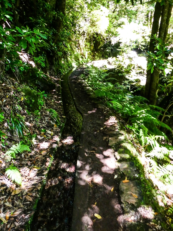 05.05.2019 Ribeira Funda - Vereda dos Castanheiros - Fanal - Levada dos Cedros - Tranquada - Ribeira Funda — Na Levada dos Cedros — foto 2