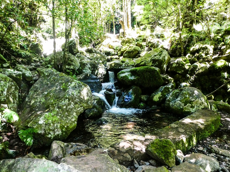 05.05.2019 Ribeira Funda - Vereda dos Castanheiros - Fanal - Levada dos Cedros - Tranquada - Ribeira Funda — Na Levada dos Cedros — foto 3