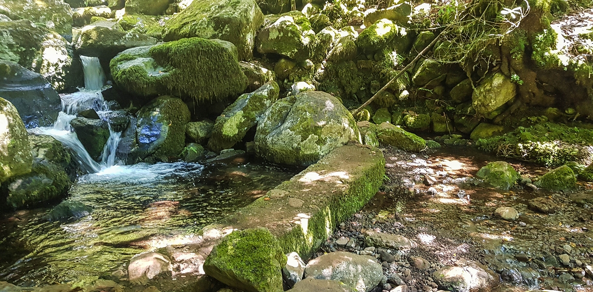 05.05.2019 Ribeira Funda - Vereda dos Castanheiros - Fanal - Levada dos Cedros - Tranquada - Ribeira Funda — Na Levada dos Cedros — foto 4