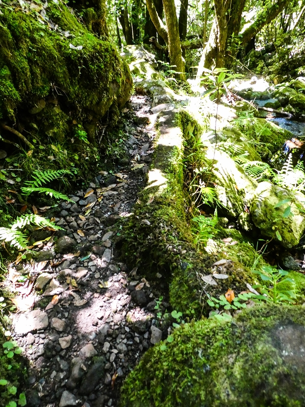 05.05.2019 Ribeira Funda - Vereda dos Castanheiros - Fanal - Levada dos Cedros - Tranquada - Ribeira Funda — Na Levada dos Cedros — foto 5