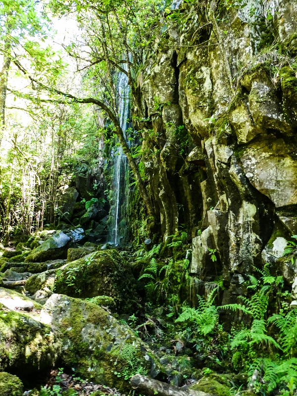 05.05.2019 Ribeira Funda - Vereda dos Castanheiros - Fanal - Levada dos Cedros - Tranquada - Ribeira Funda — Na Levada dos Cedros — foto 6