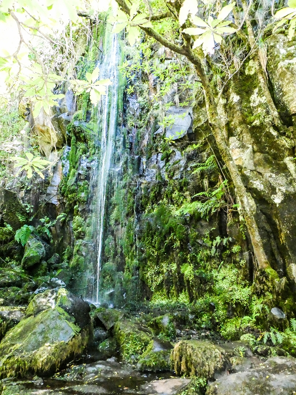 05.05.2019 Ribeira Funda - Vereda dos Castanheiros - Fanal - Levada dos Cedros - Tranquada - Ribeira Funda — Na Levada dos Cedros — foto 7