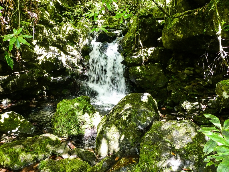 05.05.2019 Ribeira Funda - Vereda dos Castanheiros - Fanal - Levada dos Cedros - Tranquada - Ribeira Funda — Na Levada dos Cedros — foto 8