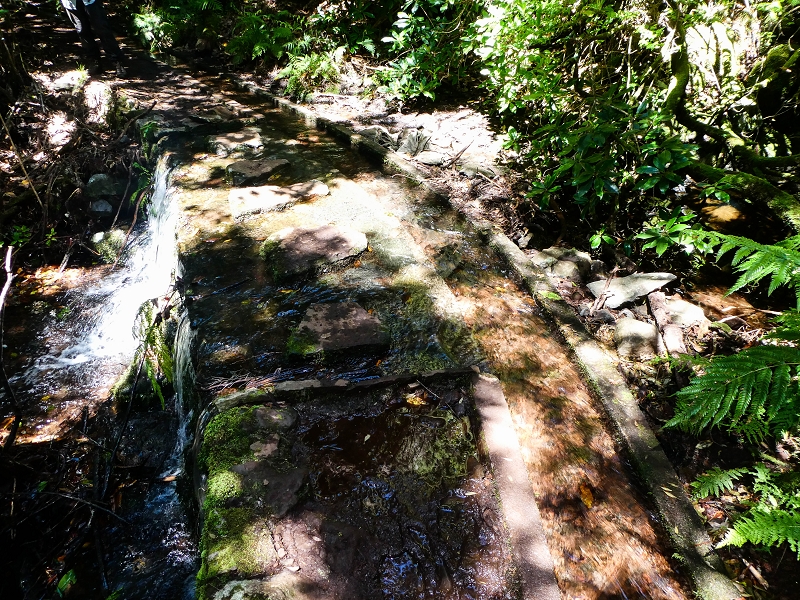 05.05.2019 Ribeira Funda - Vereda dos Castanheiros - Fanal - Levada dos Cedros - Tranquada - Ribeira Funda — Na Levada dos Cedros — foto 9