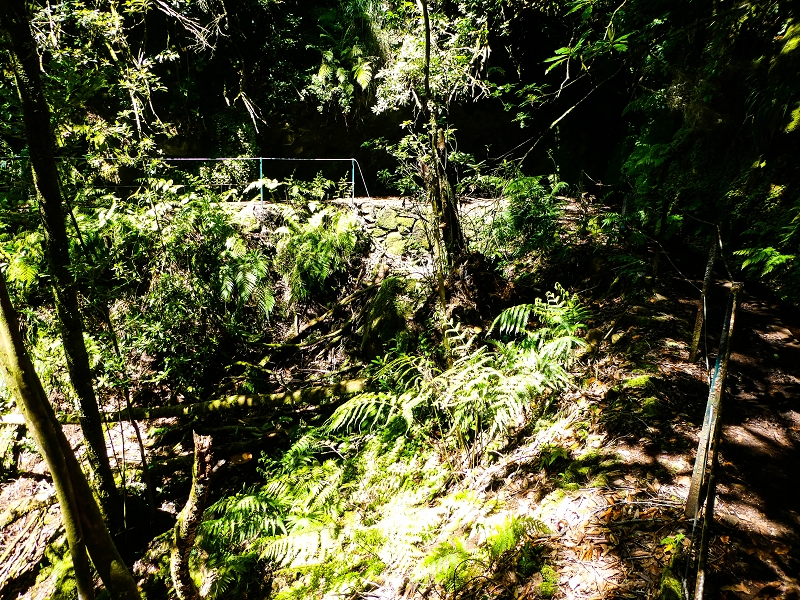 05.05.2019 Ribeira Funda - Vereda dos Castanheiros - Fanal - Levada dos Cedros - Tranquada - Ribeira Funda — Na Levada dos Cedros — foto 12