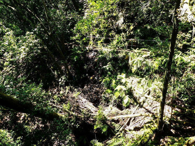 05.05.2019 Ribeira Funda - Vereda dos Castanheiros - Fanal - Levada dos Cedros - Tranquada - Ribeira Funda — Na Levada dos Cedros — foto 13