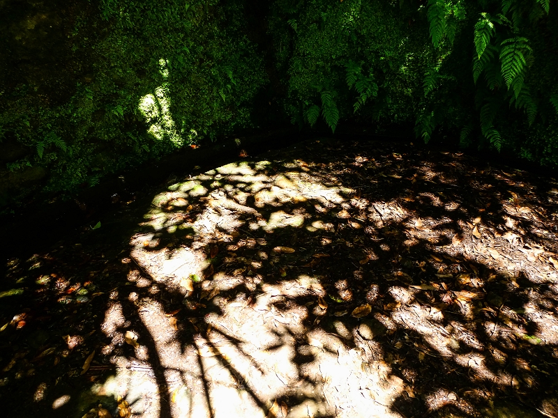 05.05.2019 Ribeira Funda - Vereda dos Castanheiros - Fanal - Levada dos Cedros - Tranquada - Ribeira Funda — Na Levada dos Cedros — foto 14