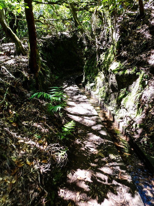05.05.2019 Ribeira Funda - Vereda dos Castanheiros - Fanal - Levada dos Cedros - Tranquada - Ribeira Funda — Na Levada dos Cedros — foto 15
