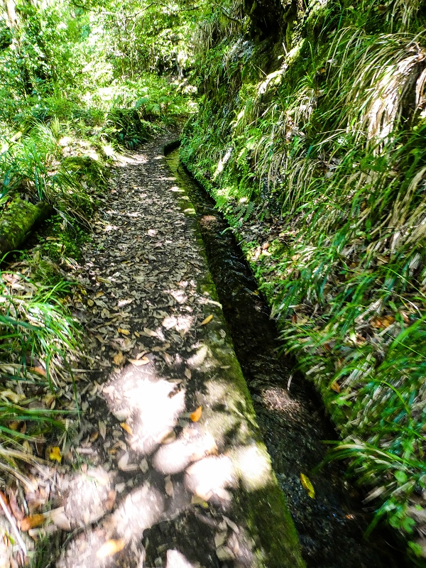 05.05.2019 Ribeira Funda - Vereda dos Castanheiros - Fanal - Levada dos Cedros - Tranquada - Ribeira Funda — Na Levada dos Cedros — foto 16