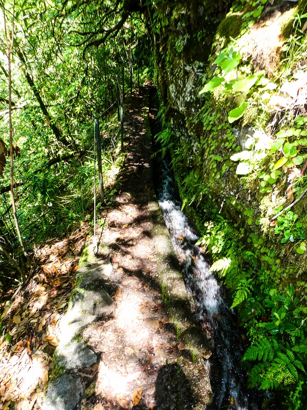 05.05.2019 Ribeira Funda - Vereda dos Castanheiros - Fanal - Levada dos Cedros - Tranquada - Ribeira Funda — Na Levada dos Cedros — foto 17
