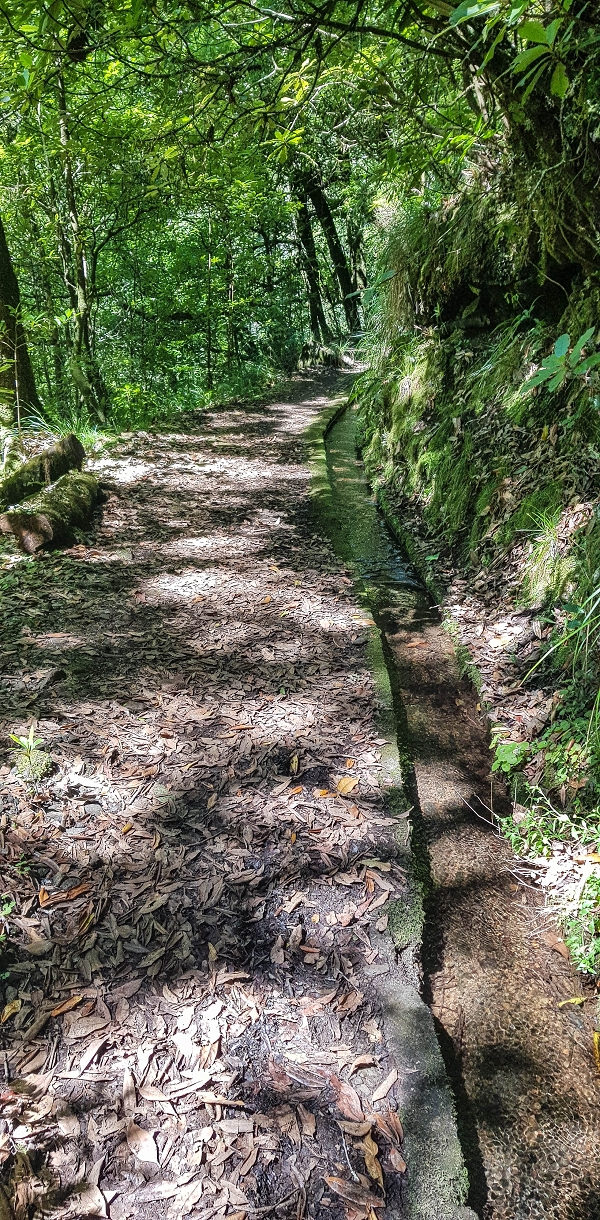 05.05.2019 Ribeira Funda - Vereda dos Castanheiros - Fanal - Levada dos Cedros - Tranquada - Ribeira Funda — Na Levada dos Cedros — foto 24